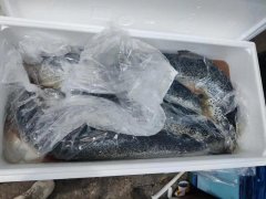 食品進口標簽新規定導致清關放緩,冰鮮三文魚到貨積壓遭嚴重損耗！