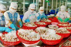 越南11月的海產(chǎn)品出口強(qiáng)勁反彈，同比增長(zhǎng)23%！